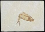 Bargain, Knightia Fossil Fish - Wyoming #71023-1